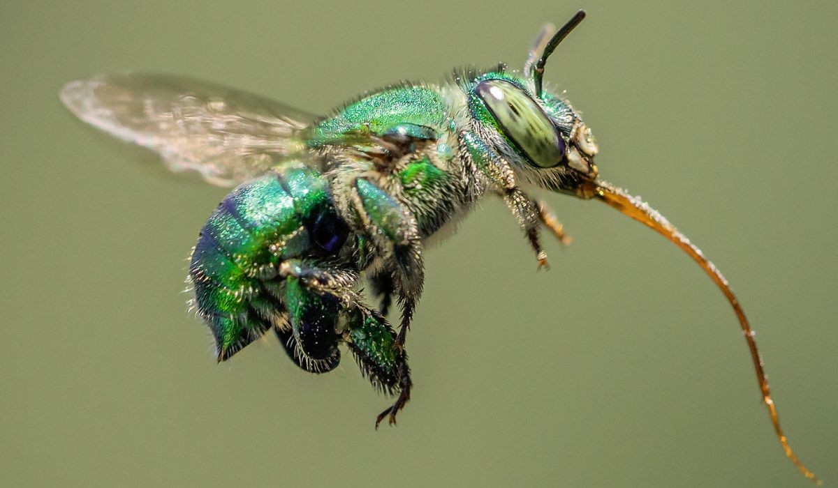 Invisível a olho nu: vídeo em câmera lenta revela 'segredo' da abelha-das-orquídeas