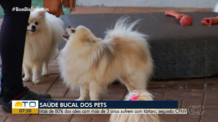 Veterinário recomenda cuidados com a saúde bucal dos Pets