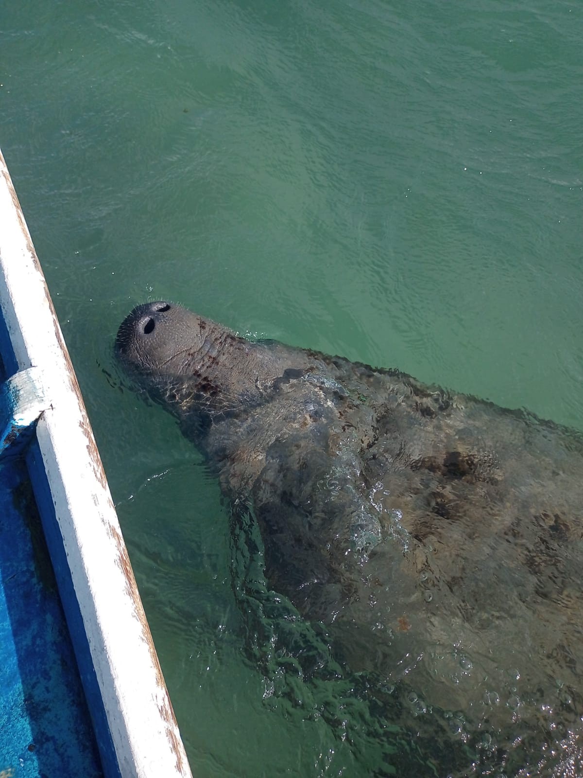 Peixe-boi vítima de facada no rosto volta a ser importunado e molestado em Alagoas; VÍDEO