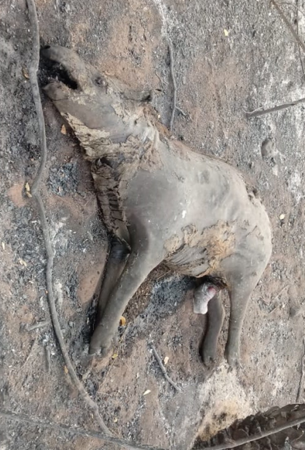 Anta tentou fugir de fogo de superfície e morreu — Foto: ICMBio
