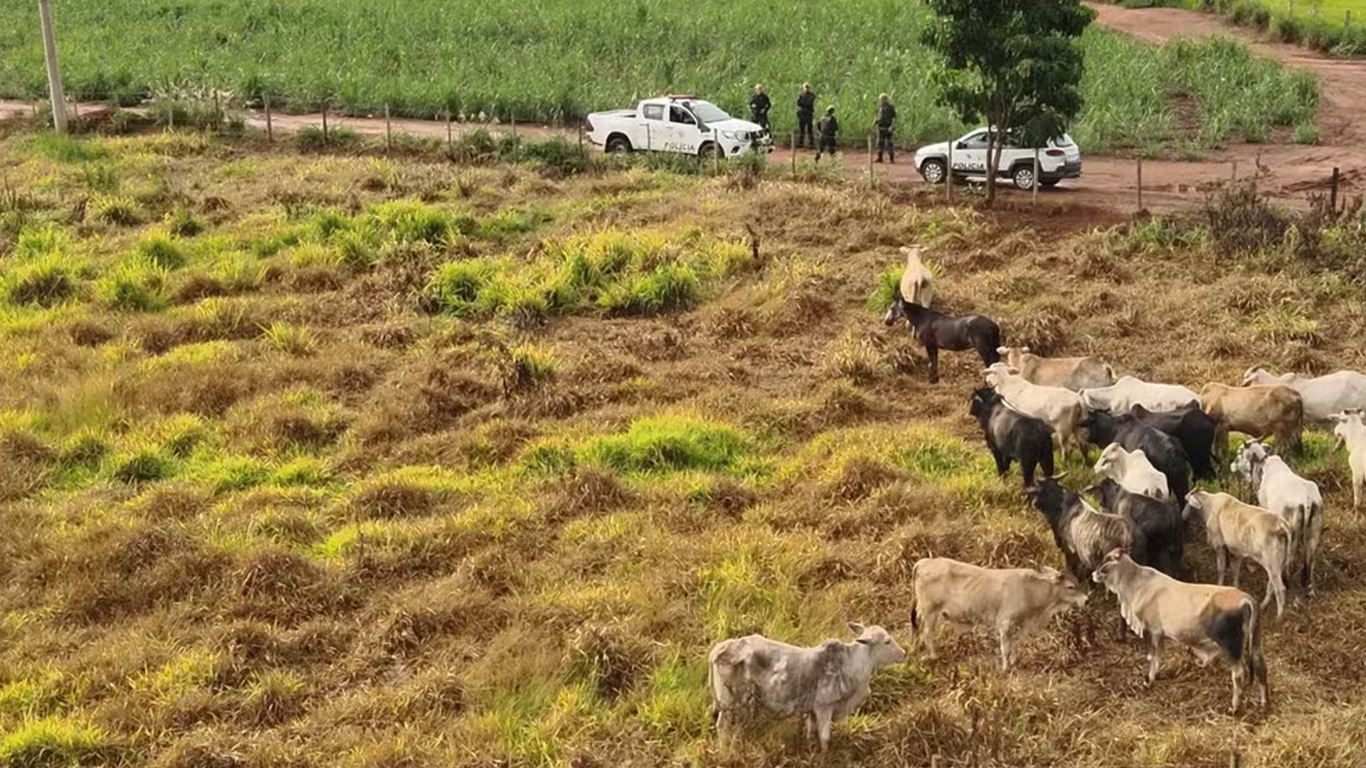 Polícia prende suspeitos de integrar quadrilha de furto e venda de quase 260 cabeças de gado no noroeste de SP