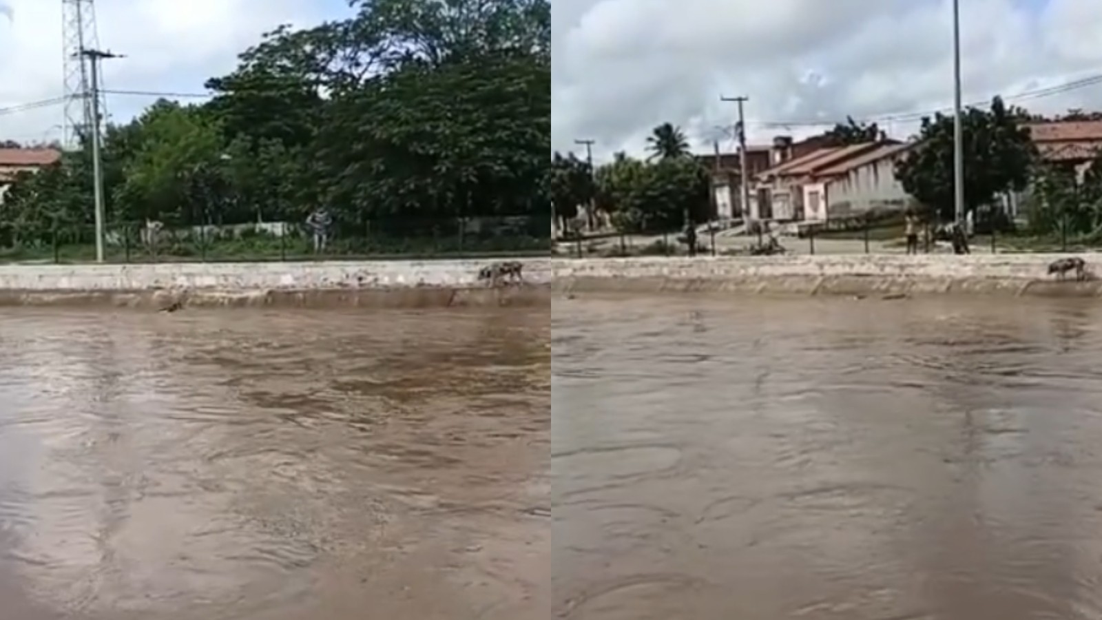 Vídeo: Porcos são arrastados por correnteza de rio que encheu no Ceará