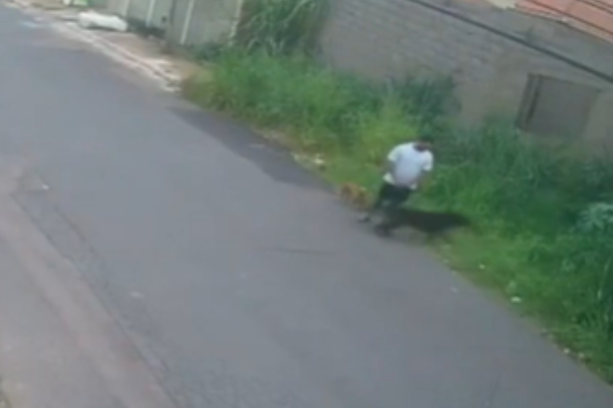 VÍDEO: tutor solta coleira de cão rottweiler que corre para atacar gato em terreno baldio em MT