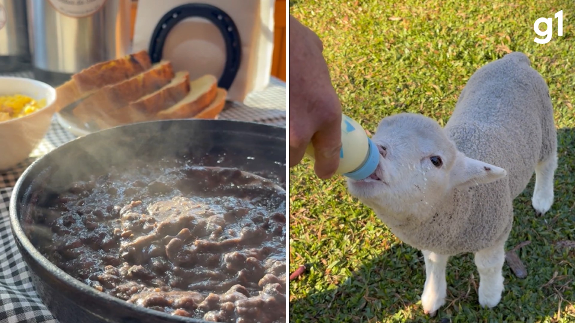 Feijão tropeiro no café da manhã e mamadeira para ovelha: sítio da Serra gaúcha oferece imersão na vida do campo a turistas
