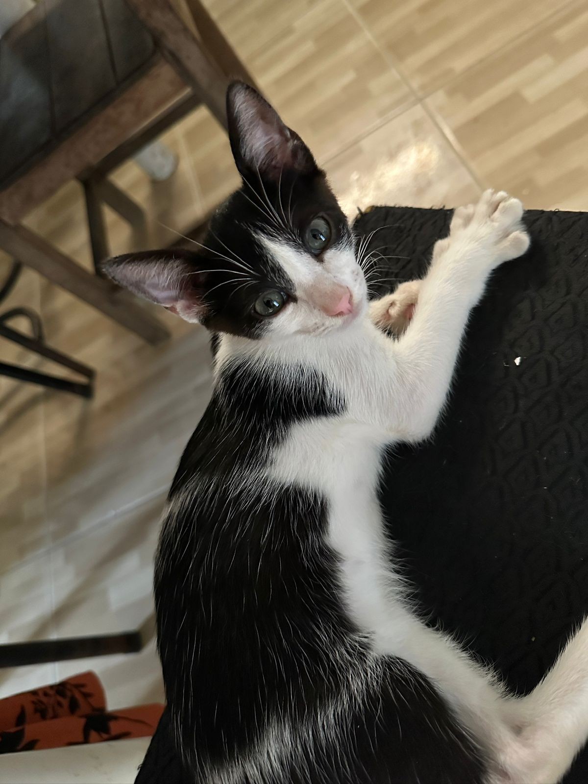 Da luta contra a leucemia felina à epilepsia e arritmia cardíaca: histórias de superação marcam a rotina de pets no Centro-Oeste de MG