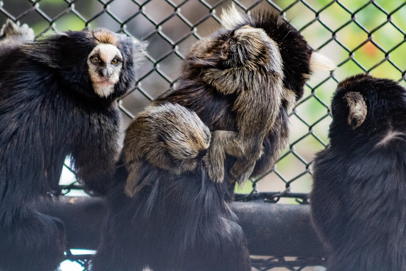 Filhotes de espécie de sagui 'em perigo de extinção' nascem em