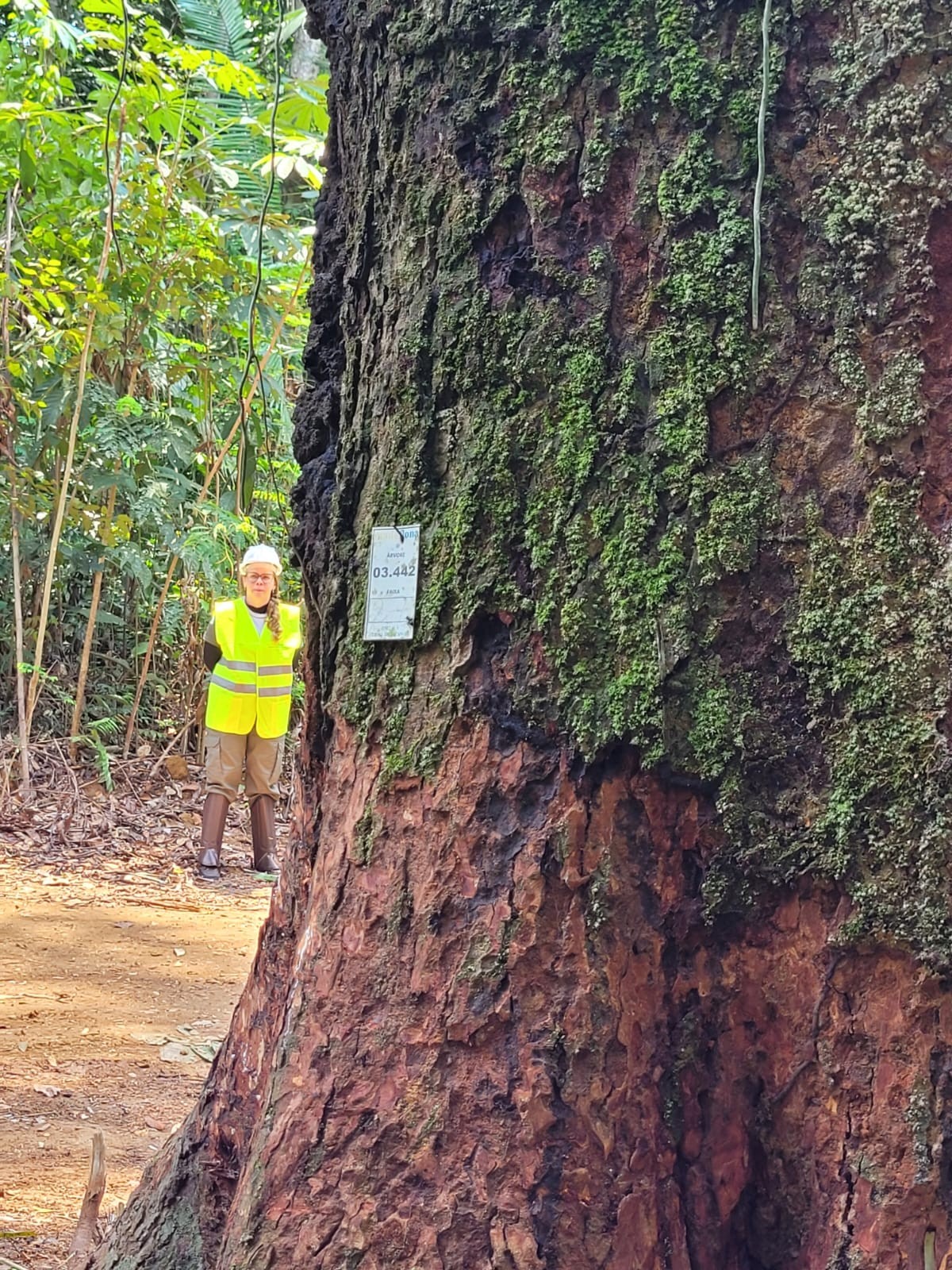 15 anos da 1ª concessão florestal