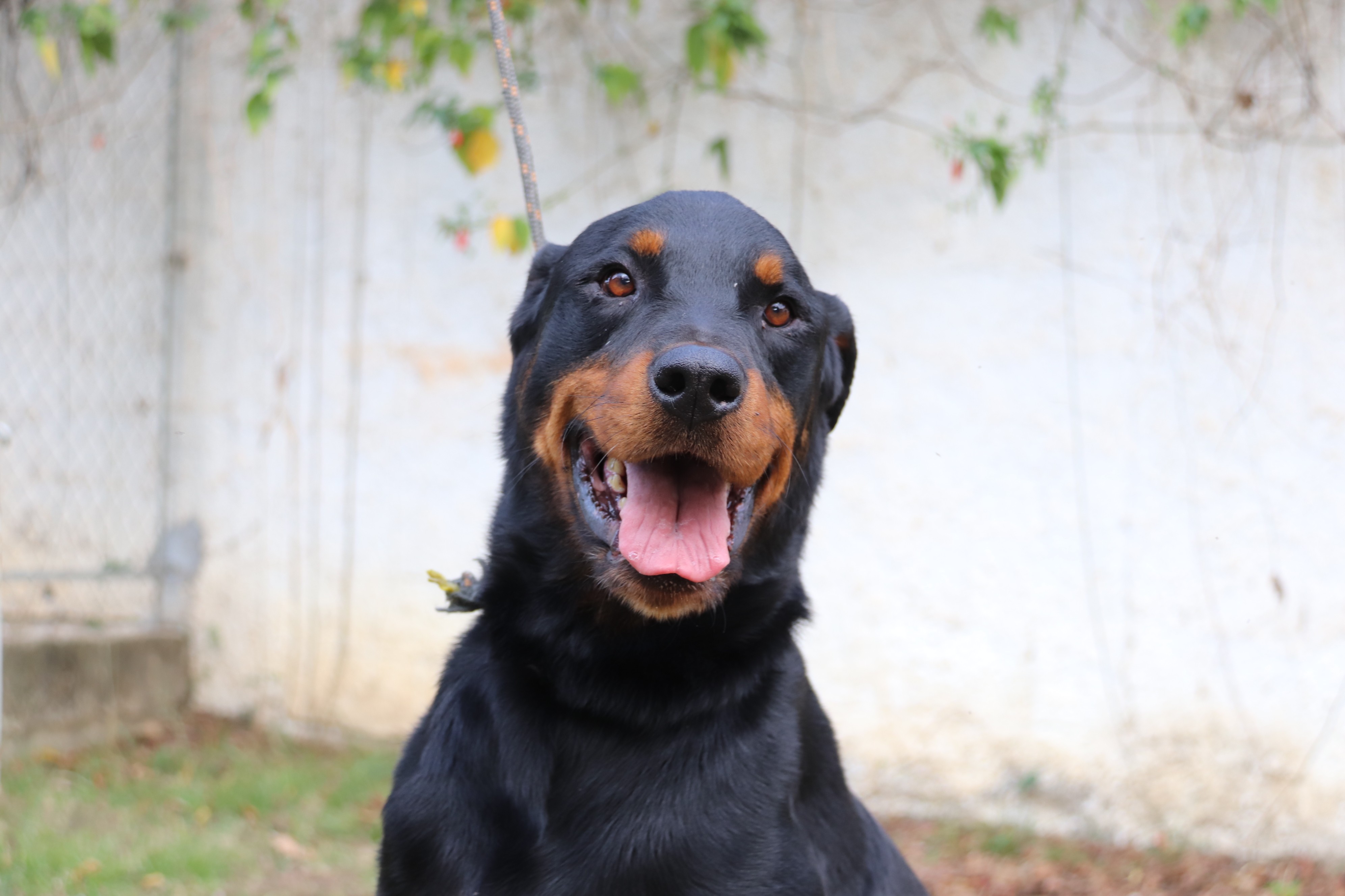 Animais adotados do Canil Municipal de Sorocaba terão atendimento gratuito no Hospital Veterinário Municipal 'Cão Mayke'