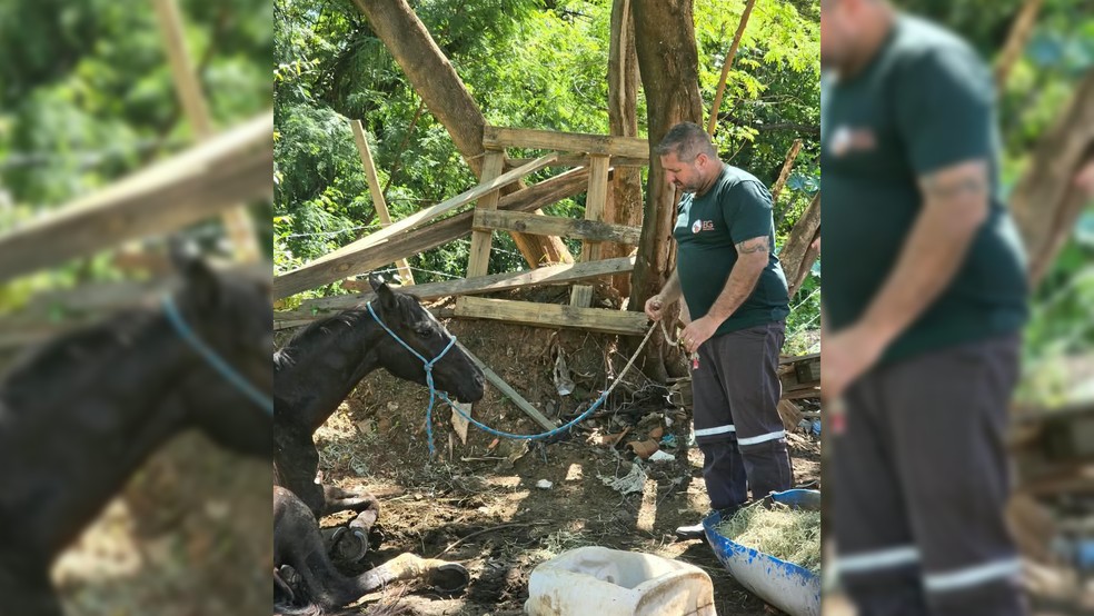 1 de 2
Dois cavalos v&iacute;timas de maus-tratos foram resgatados na ter&ccedil;a-feira (21), no bairro Jardim Am&eacute;rica, na Zona Oeste de Mar&iacute;lia (SP) &mdash; Foto: Prefeitura de Mar&iacute;lia/Reprodu&ccedil;&atilde;o