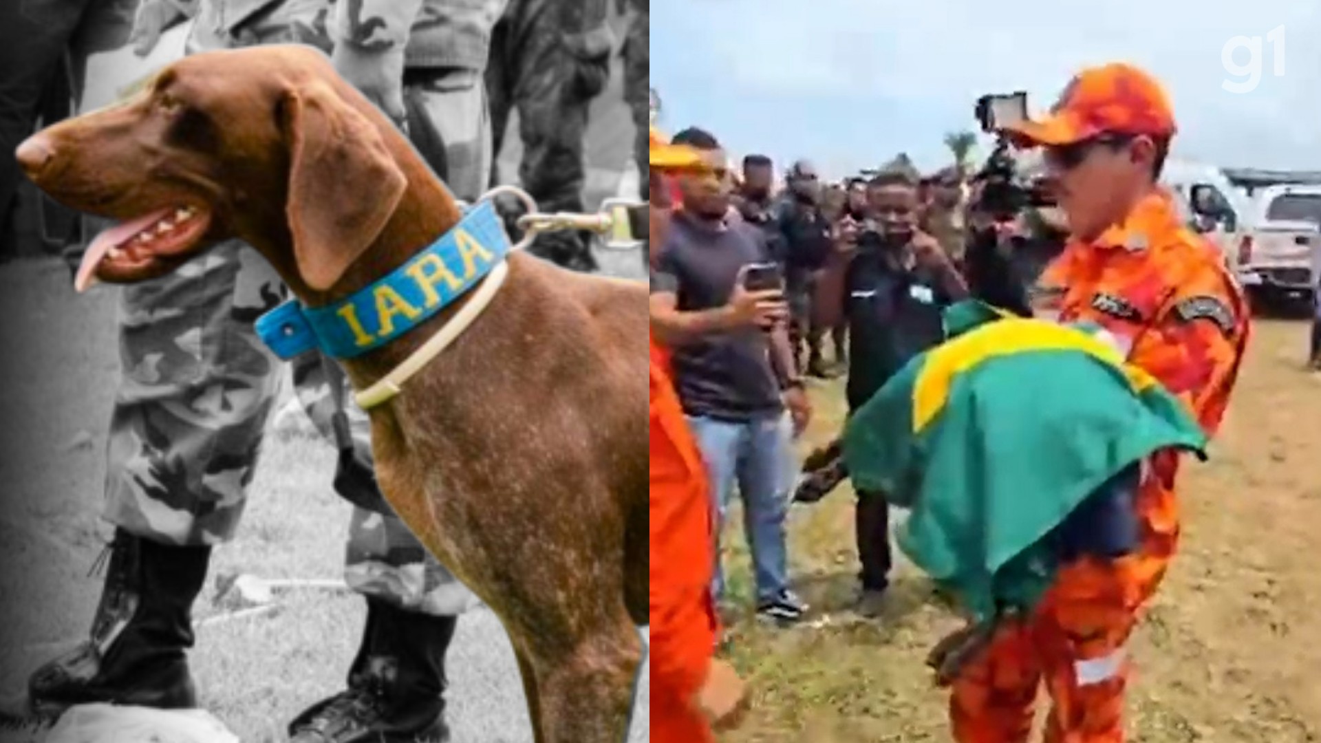Cadela farejadora do Ceará morre antes de iniciar buscas por crianças desaparecidas em Bacabal 