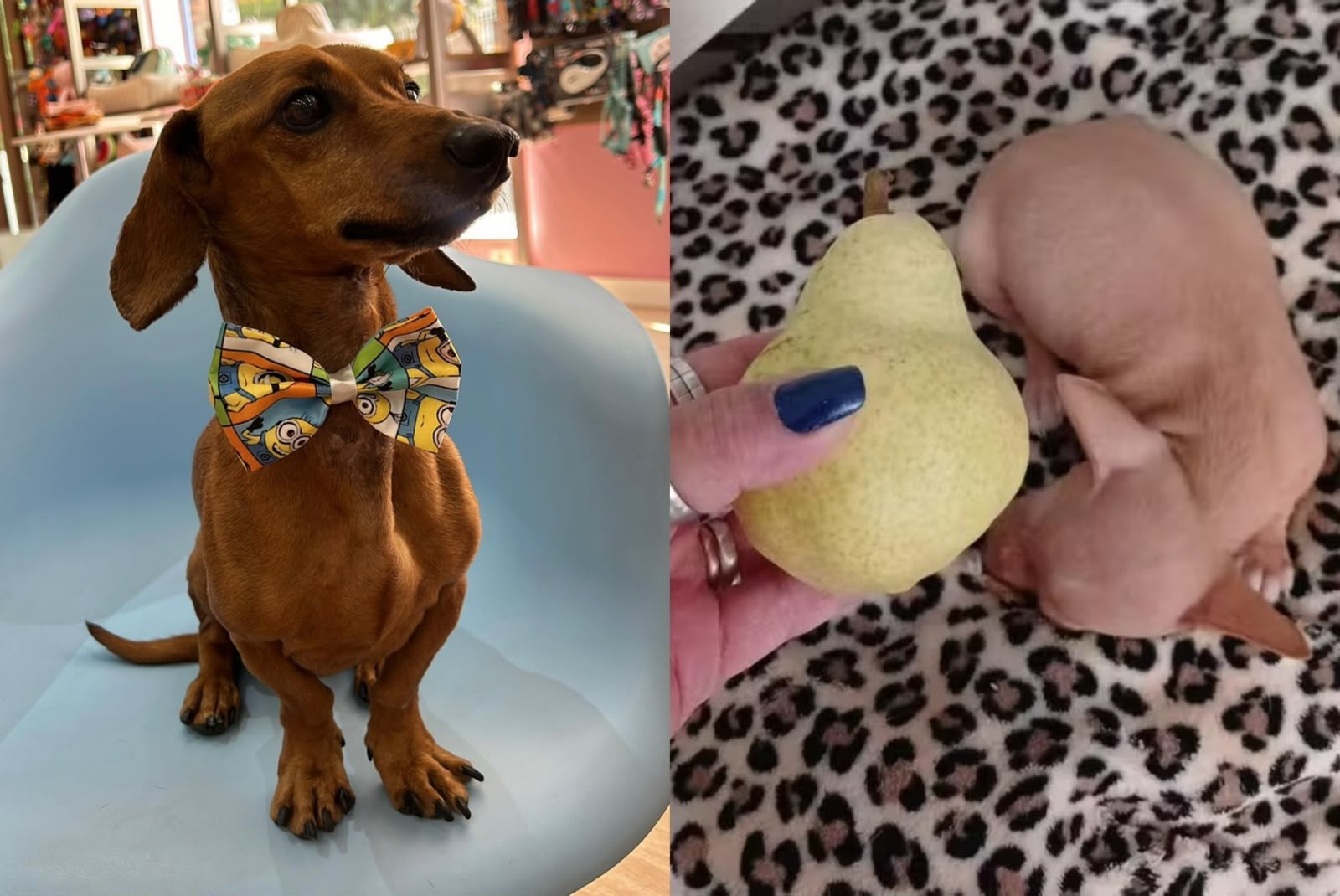 Enterrado vivo e abandonado no lixo: cães resgatados superam traumas e ganham novos lares no interior de SP