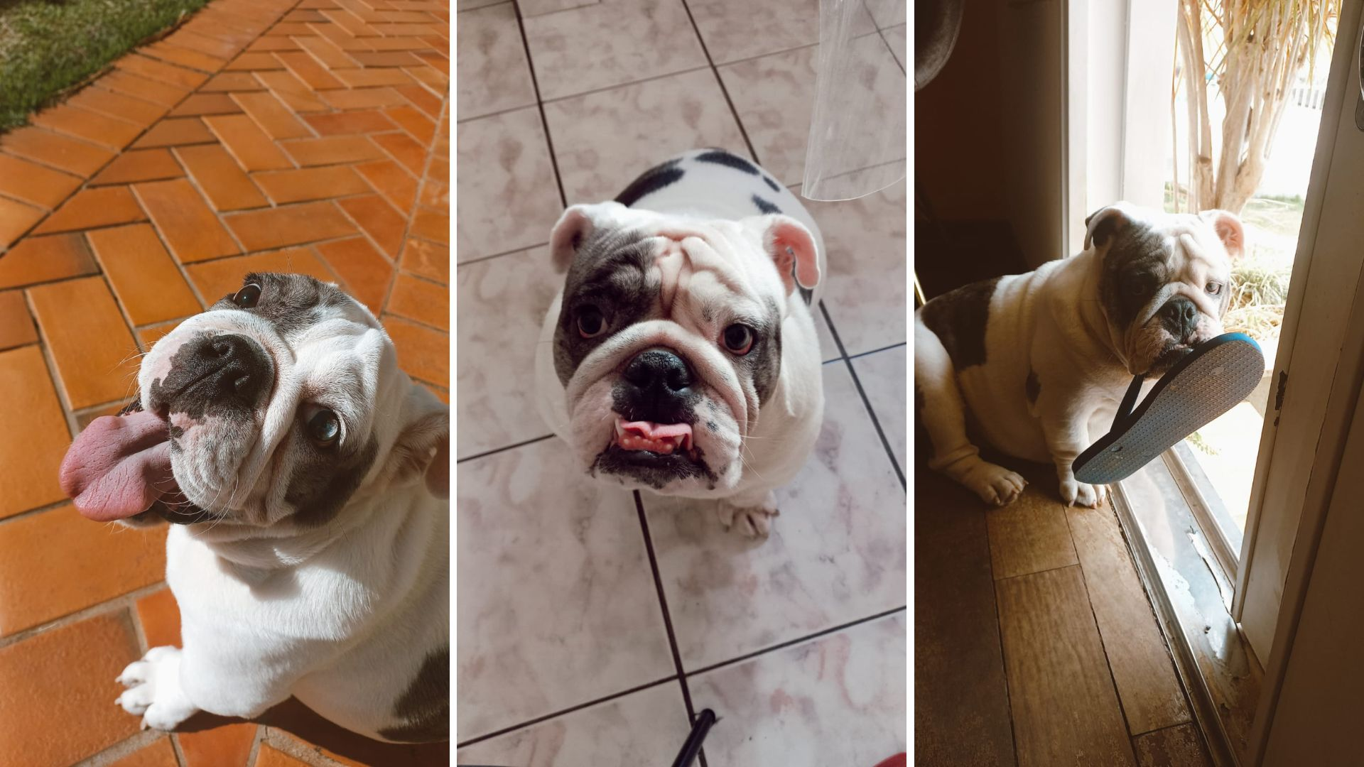 Castração de pets: confira os cuidados e onde encontrar o serviço gratuito no interior de SP