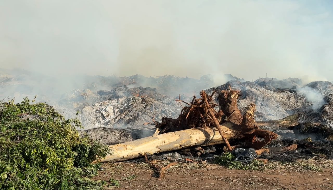 Incêndio atinge depósito municipal de galhos em Presidente Prudente