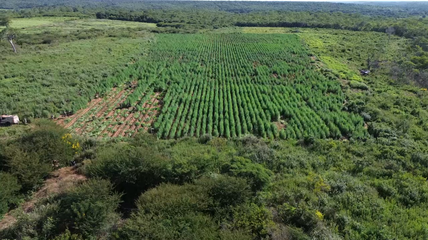 Roça de maconha de 3 hectares é encontrada em terreno de ex-prefeito do Piauí; dono da plantação é preso