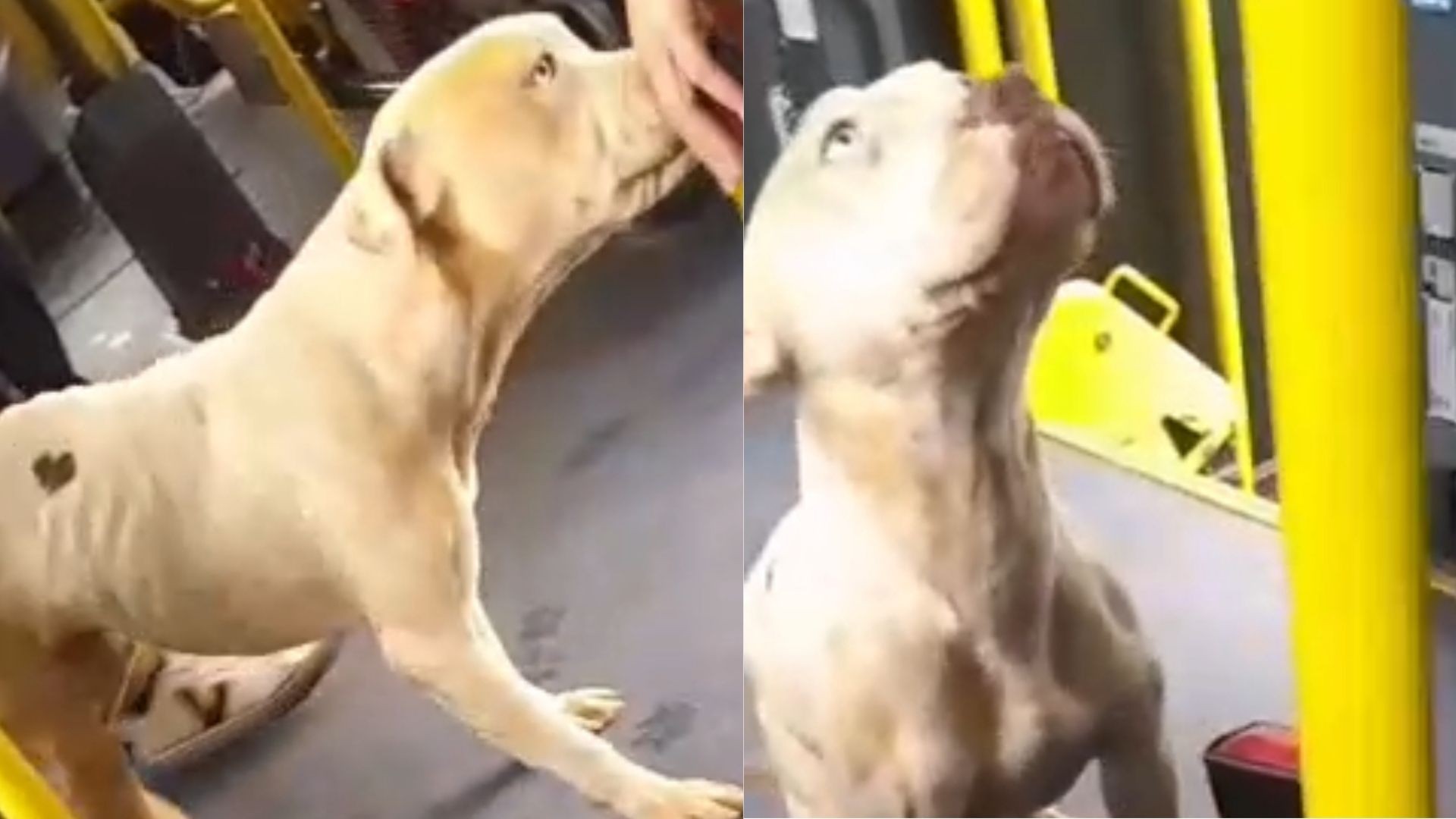 Vídeo mostra cachorro passeando dentro de ônibus em Mogi das Cruzes