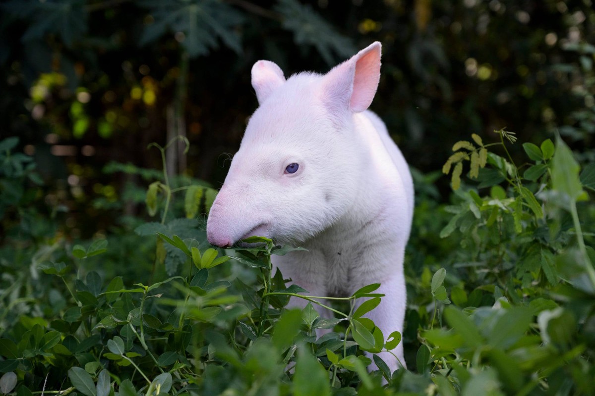 Os animais também podem ser albinos