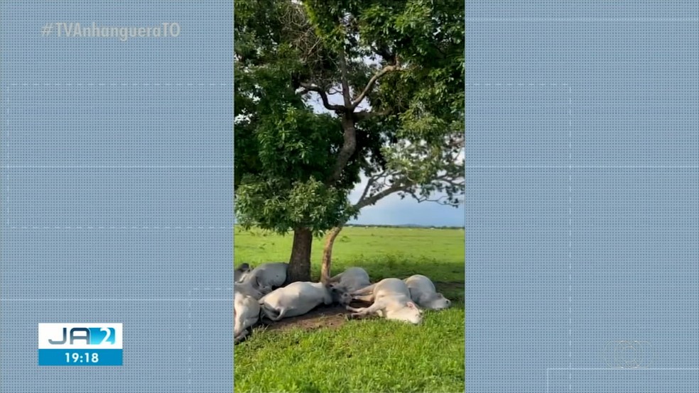 14 touros morrem após raio atingir fazenda. — Foto: Reprodução/ TV Anhanguera