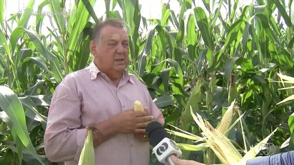 Produtores esperam queda na colheita do milho em 2024