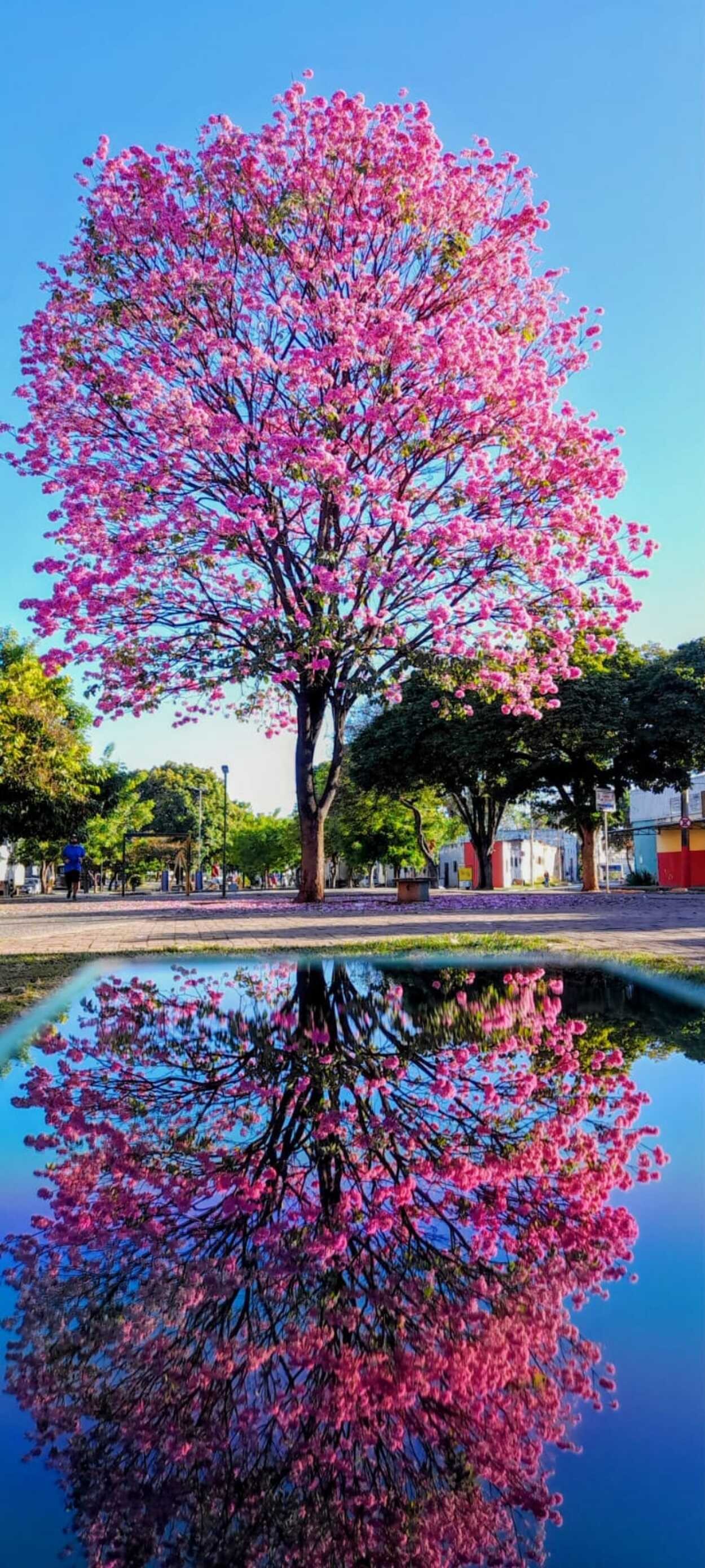 Ipês embelezam e colorem ruas de Montes Claros