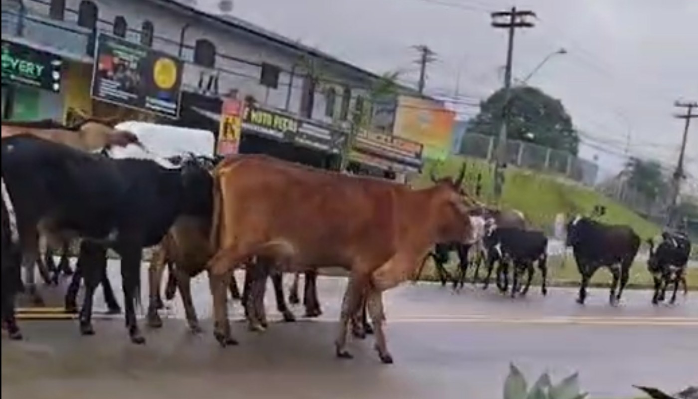 VÍDEO mostra boiada andando em corredor do BRT no terminal O