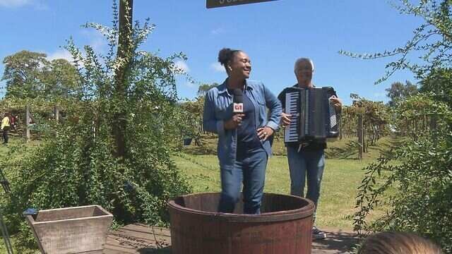 Evento resgata tradicional 'pisa da uva' na Região Metropolitana de Curitiba