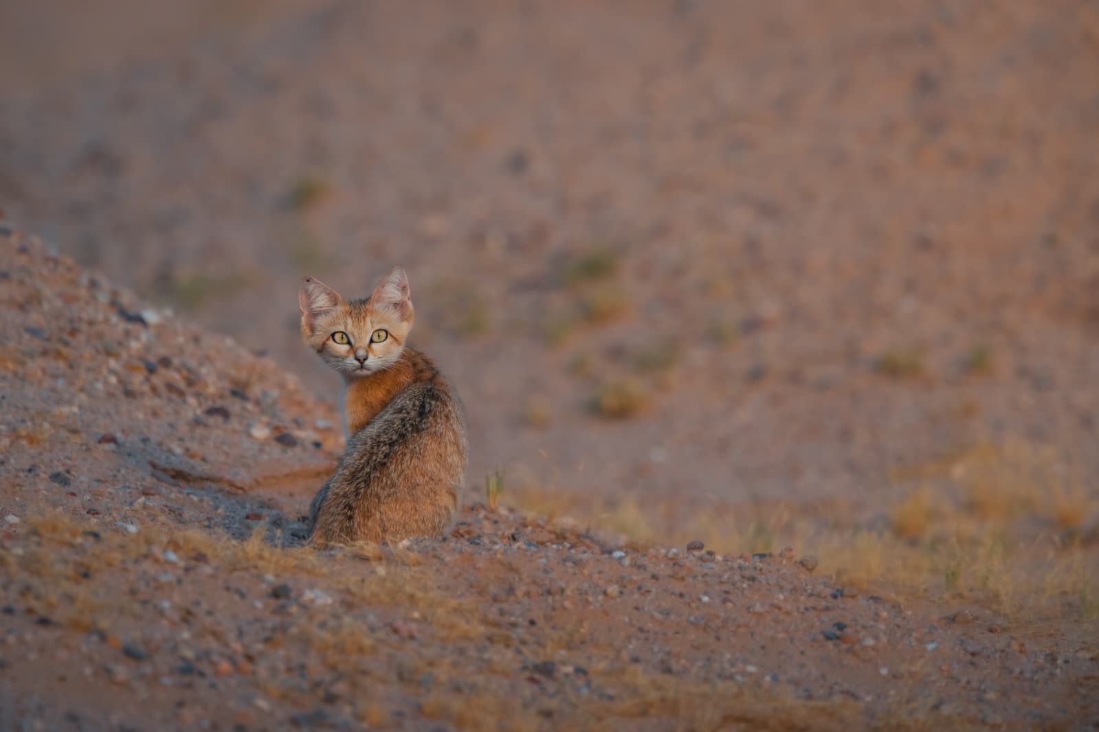Conheça o ‘sand cat’, um dos menores felinos selvagens da natureza