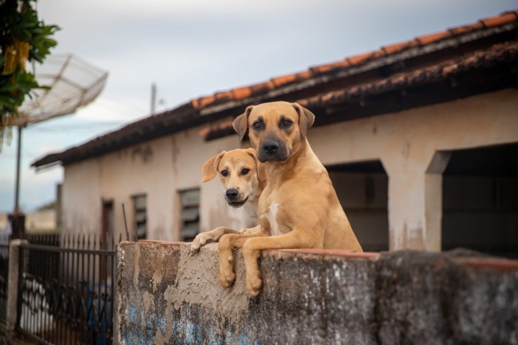 Ranking Caramelo, da Fatec, aponta em quais bairros de SP os cães vivem melhor