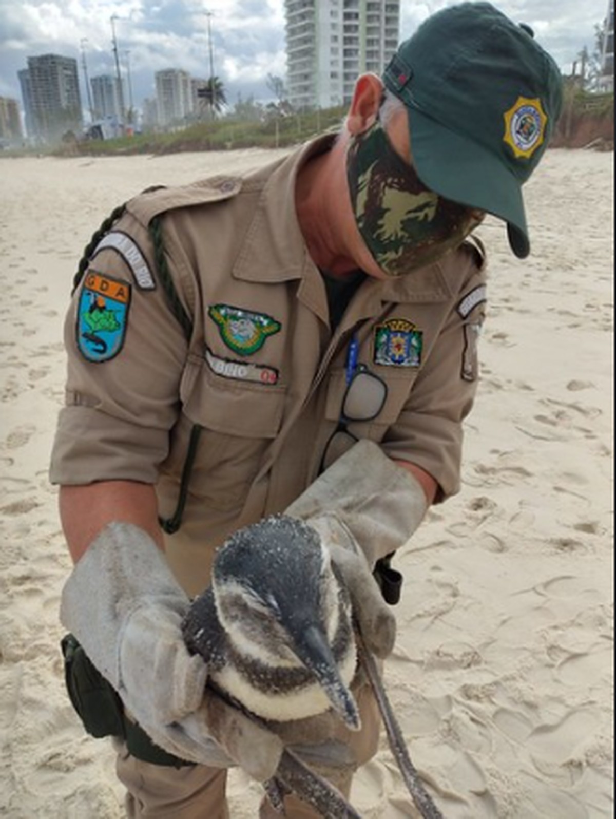 Tem pinguim no RJ?