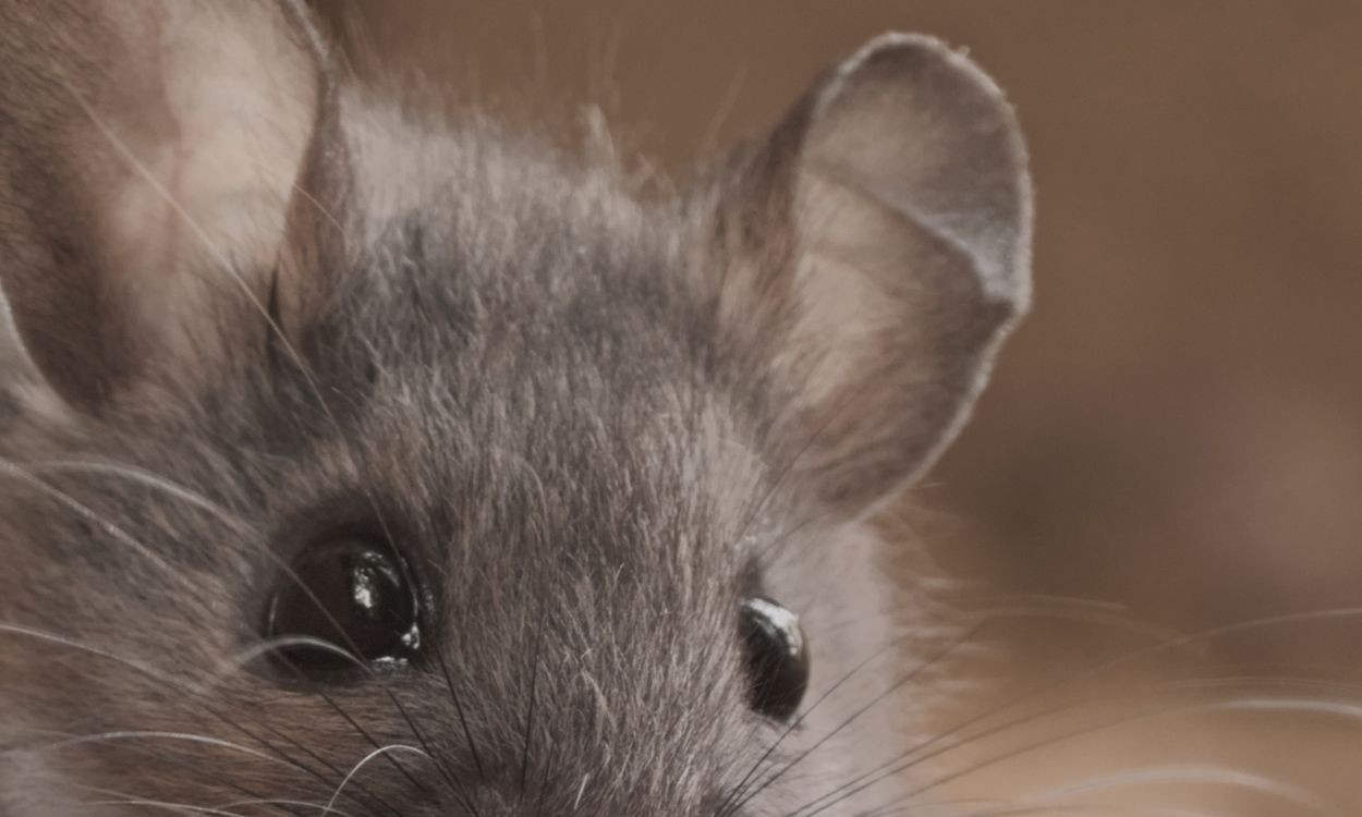 Animal conhecido por apenas 9 exemplares pode ter desaparecido antes mesmo de ser estudado