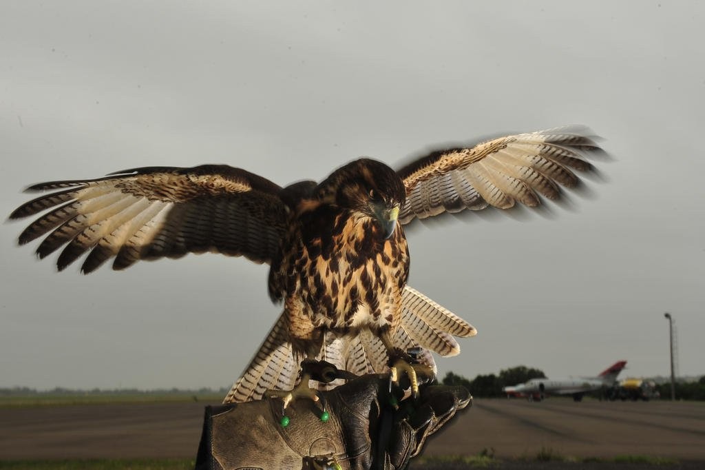 Aeroporto de Porto Alegre usa falcões, gaviões e fogos de artifício para evitar choque de aves com aviões; entenda