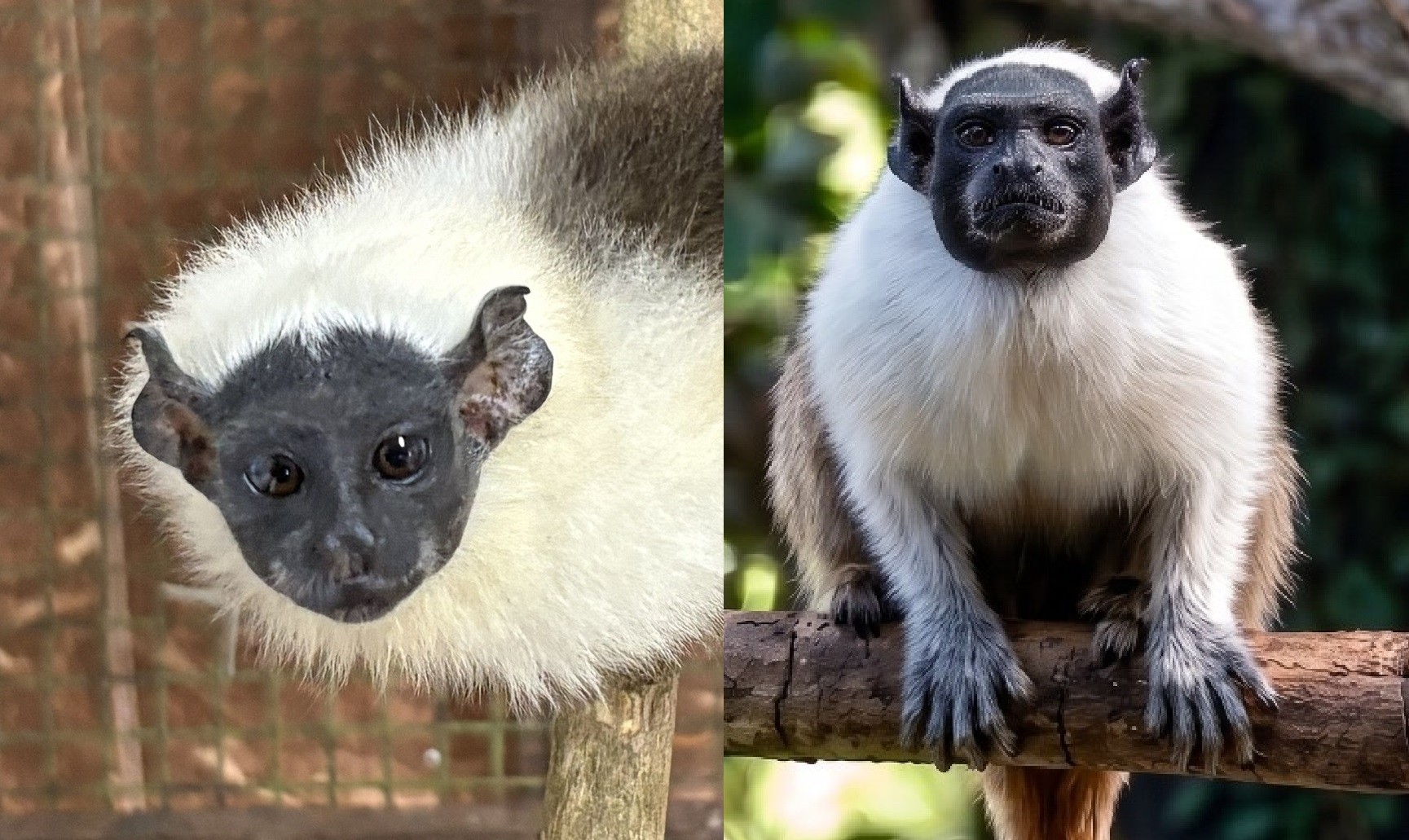 Conheça Paçoca e Amendoim, sauins-de-coleira que podem virar casal para conservação de espécie ameaçada de extinção
