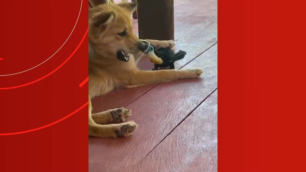 Vídeo mostra amizade entre tucano e cachorro em comunidade indígena no interior do Amazonas