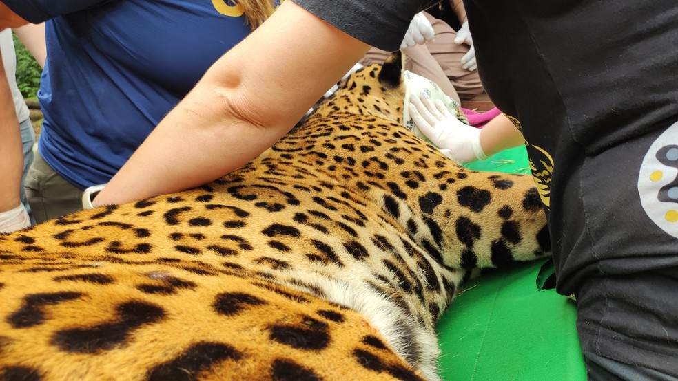 Retorno acontece após período de exames, recuperação e cuidados veterinários. — Foto: Projeto Onças do Iguaçu