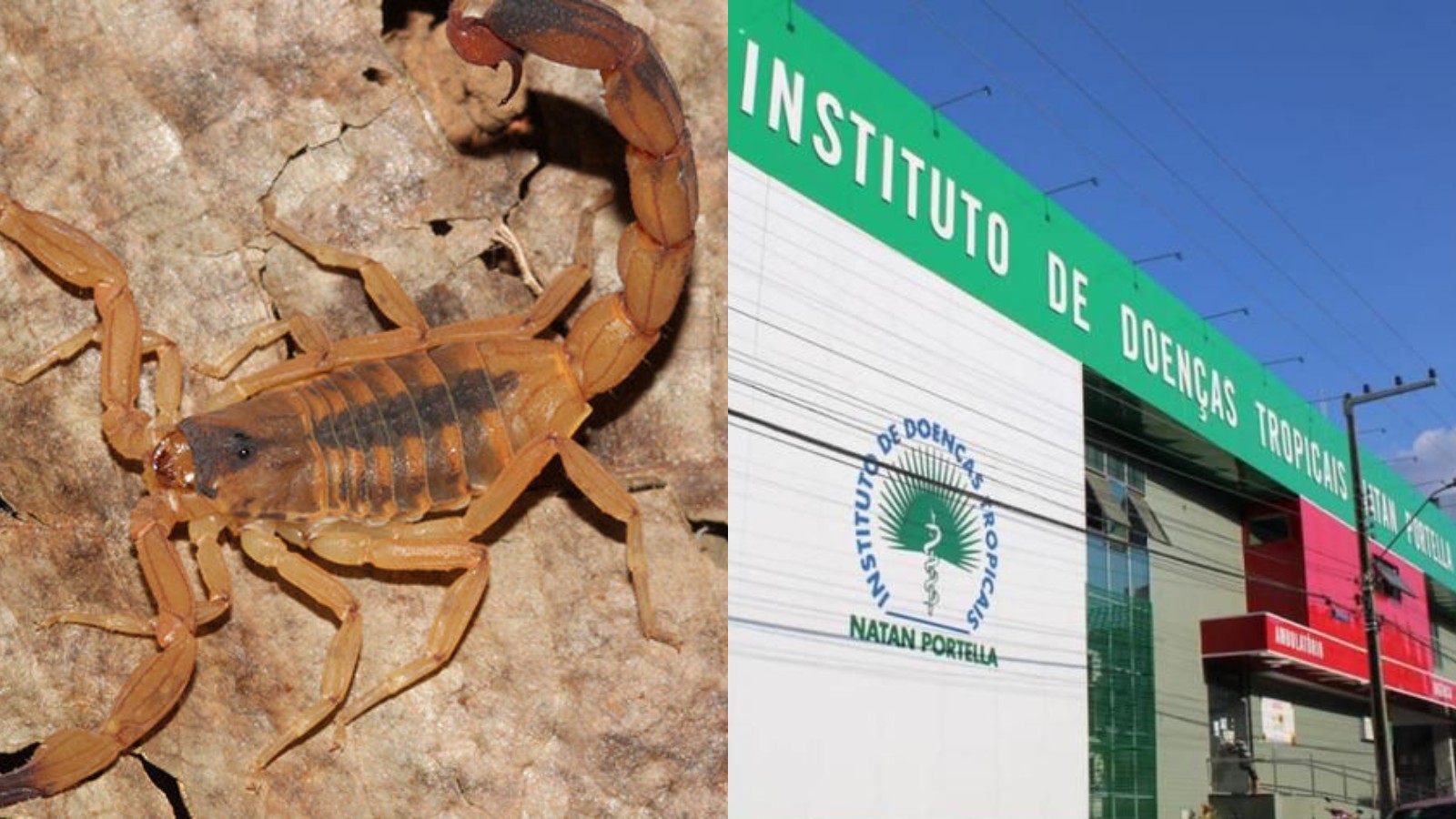 Picadas de escorpião já somam 2 mil casos no Piauí em 2025; veja onde buscar atendimento