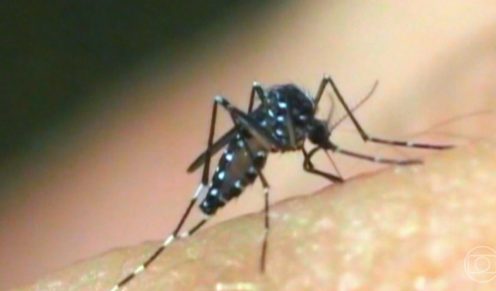Aedes aegypti — Foto: Reprodução