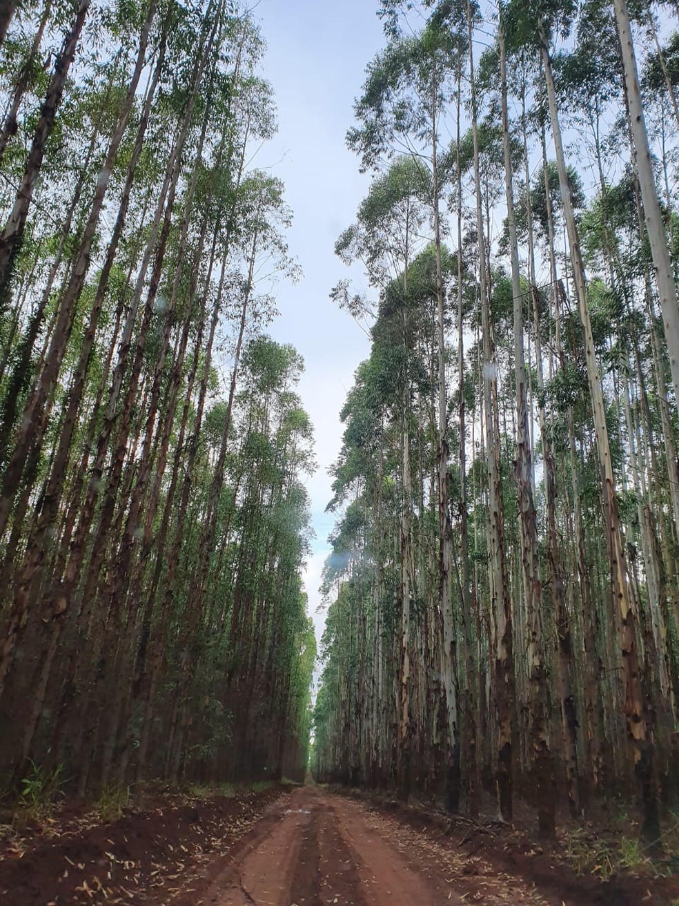 Floresta de eucalipto em Mato Grosso do Sul. — Foto: Reprodução
