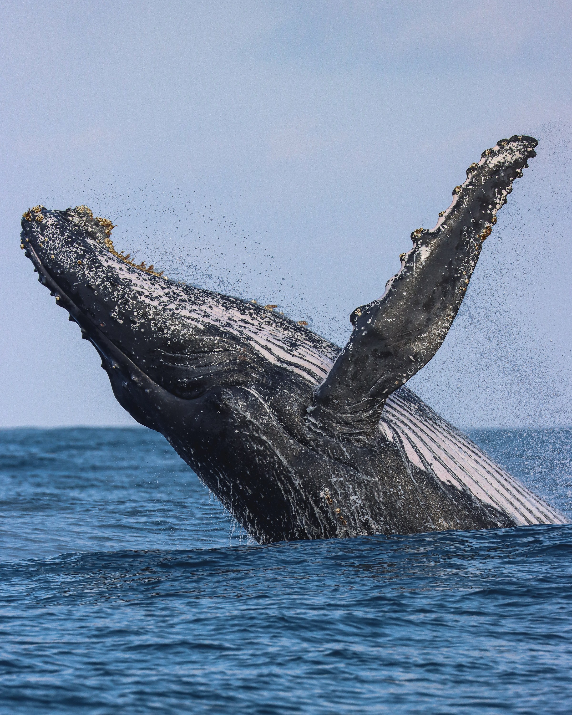 Temporada das jubartes: Baleias já são vistas no litoral de SP, que deve receber mais de mil em 2024