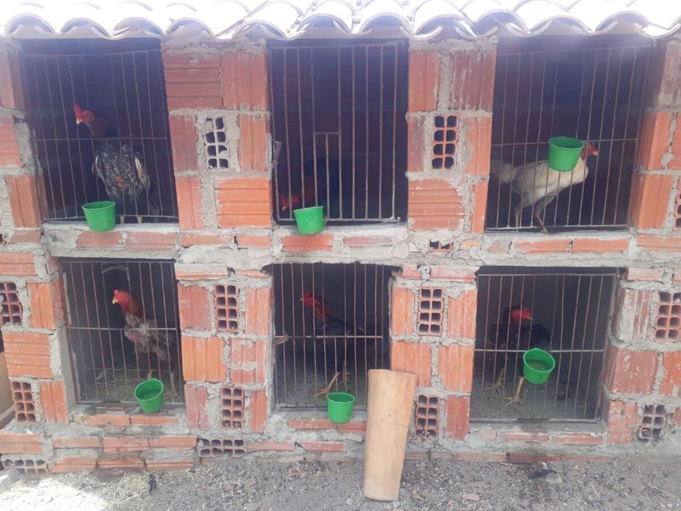 PMCE resgata 20 galos e apreende três armas em rinha na cidade de Milagres — Foto: Divulgação/SSPDS