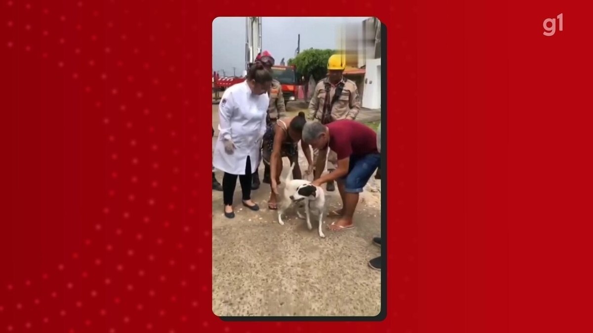 Bombeiros Resgatam Cadela De Prédio Que Desabou Em Olinda VÍdeo Pernambuco G1 8590