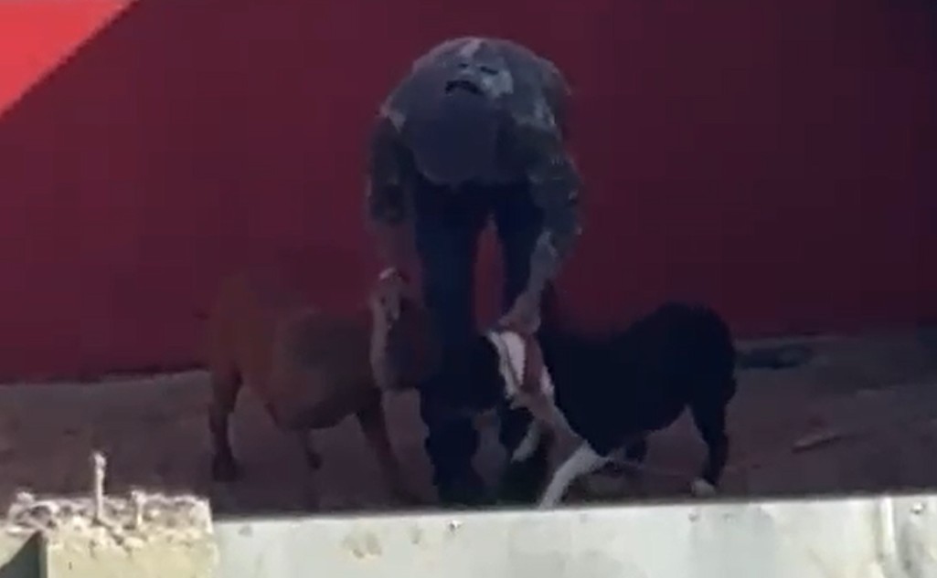 Vídeo: homem agride dois cachorros em Cascavel e é investigado por maus-tratos