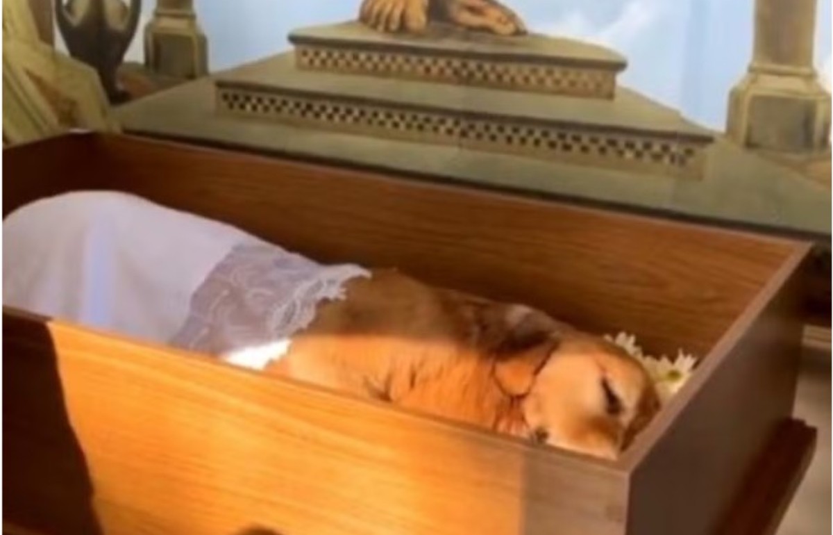 Alesp aprova projeto que autoriza sepultamento de cães e gatos em jazigos da família em SP 