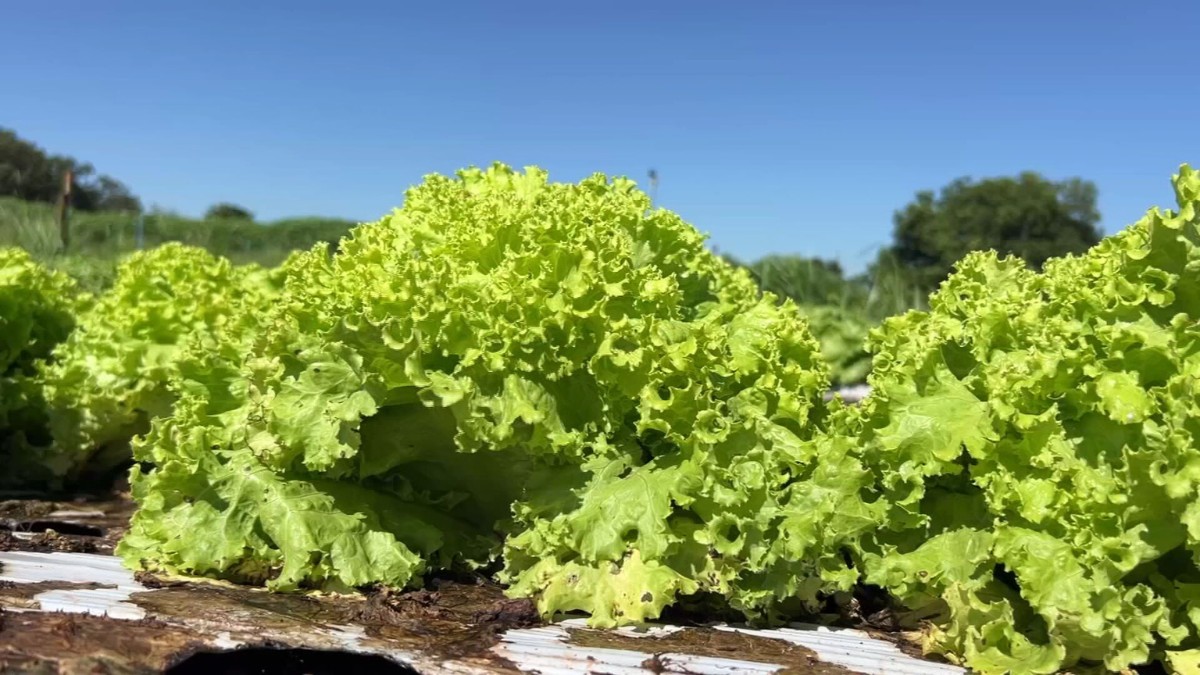 Calor pode comprometer produção de alface em muitas regiões