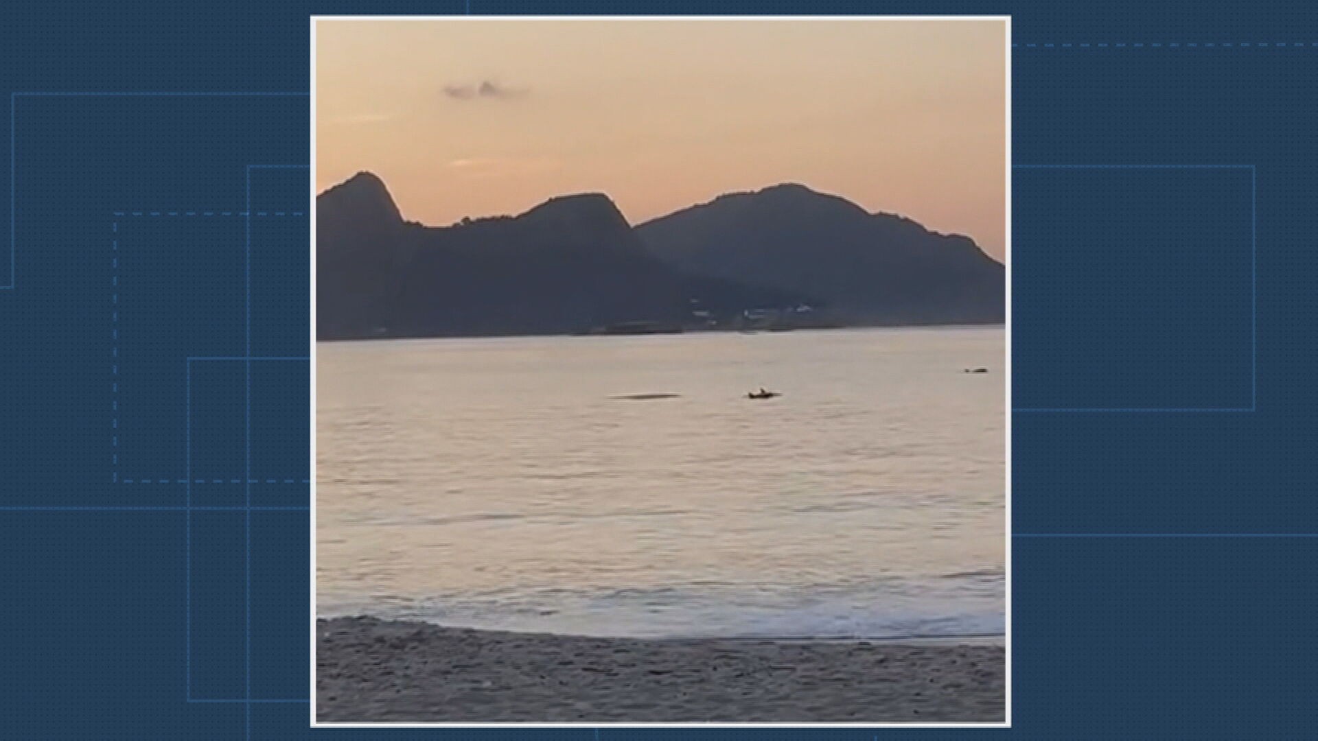 Golfinhos são vistos na Praia do Flamengo, Zona Sul do Rio 