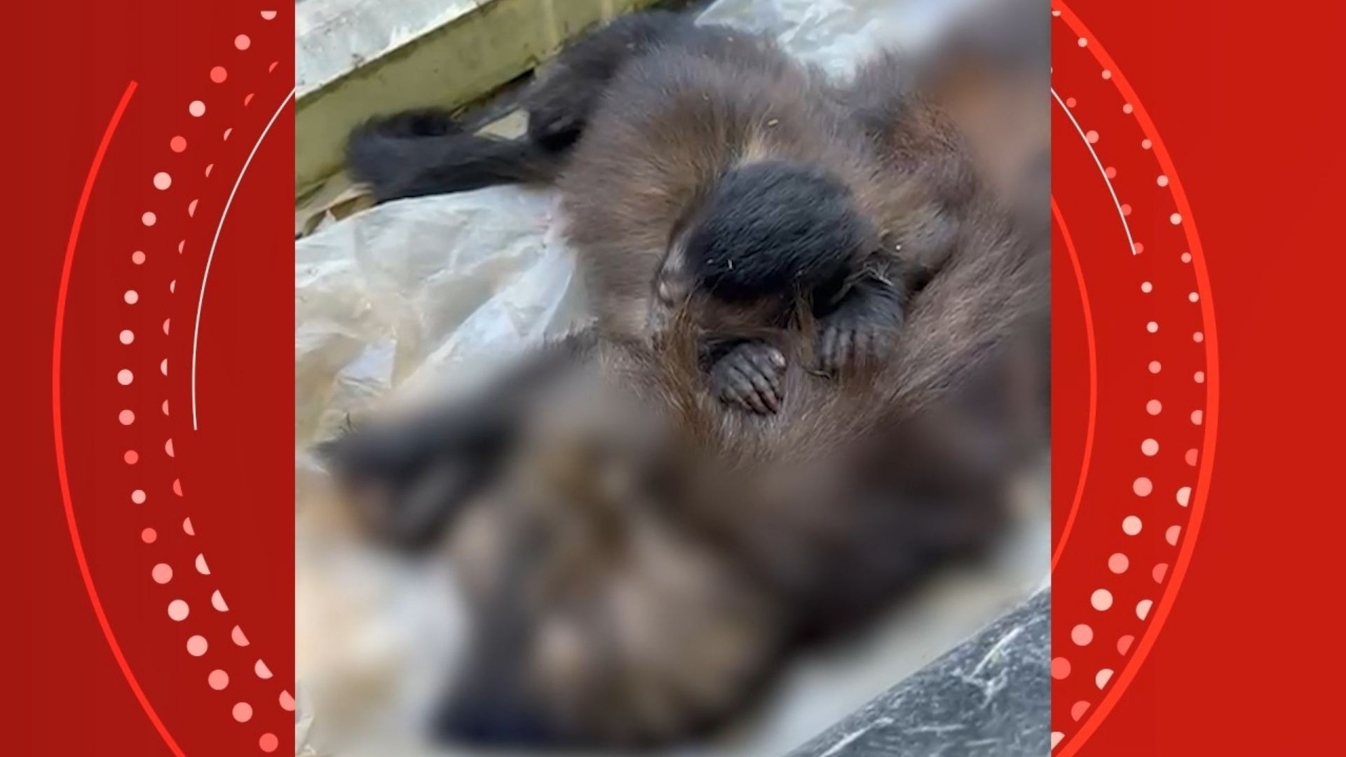 VÍDEO: filhote de macaco-prego 'chora' após mãe ser atropelada e comove redes sociais