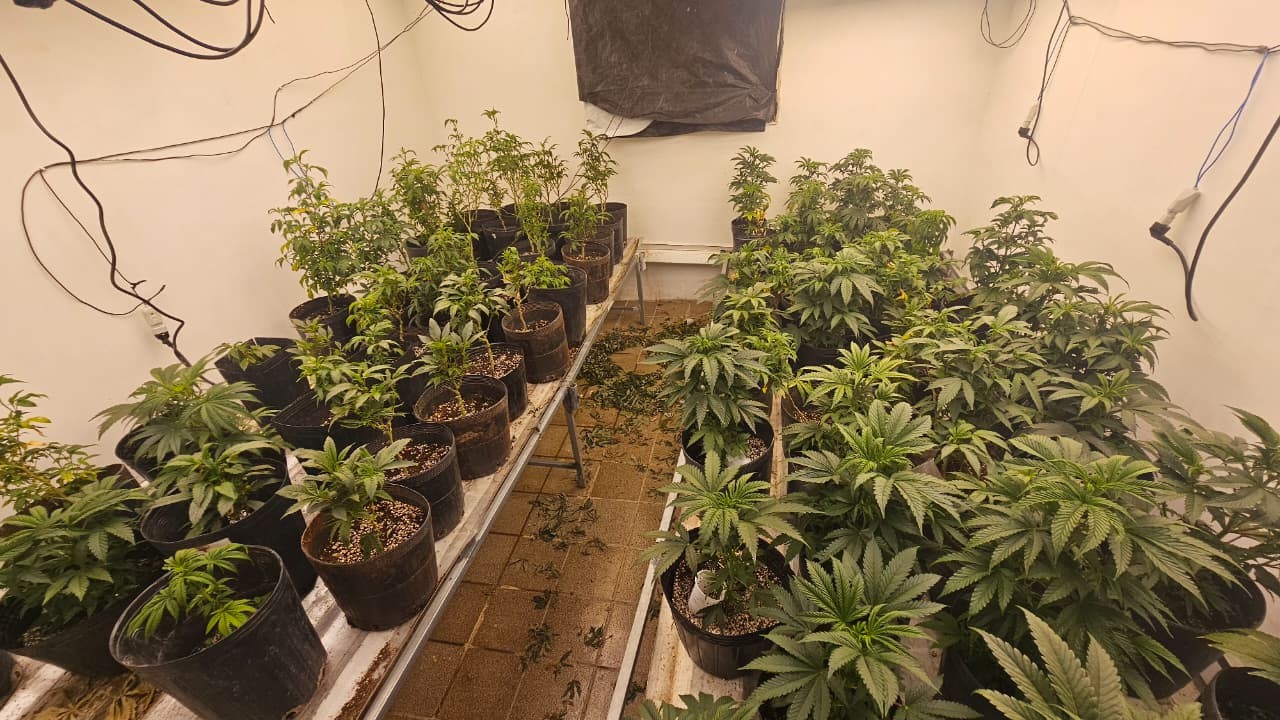 Homem é preso por cultivo de ‘supermaconha’ em Gravatá; droga poderia ser vendida por R$ 30 mil o quilo