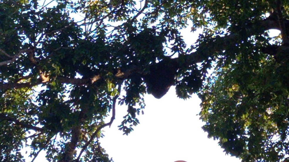 Homem é atacado por abelhas em cemitério no oeste. — Foto: Redes Sociais