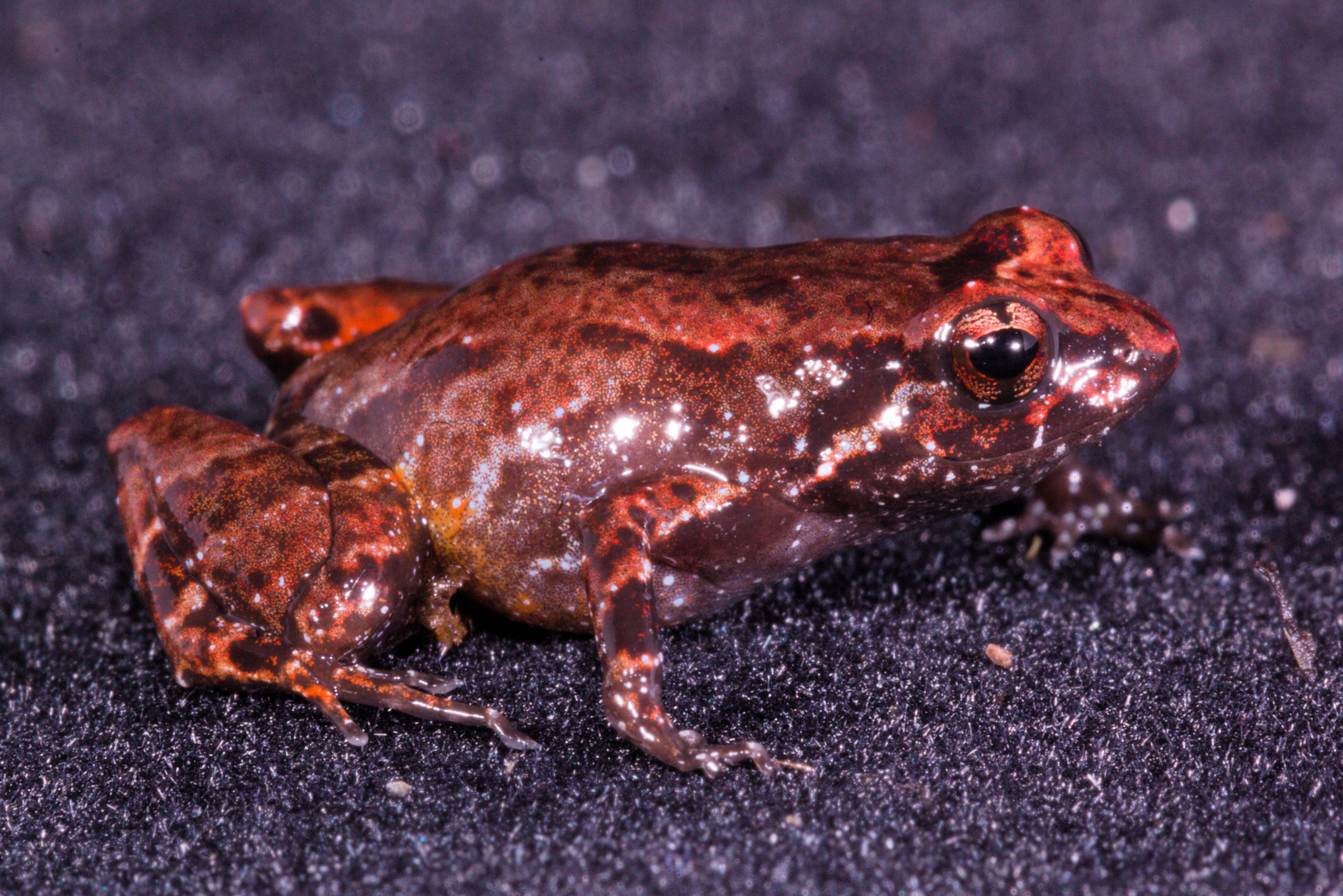 Expedição na Serra do Imeri revela ‘parente’ de sapo encontrado no Pico da Neblina