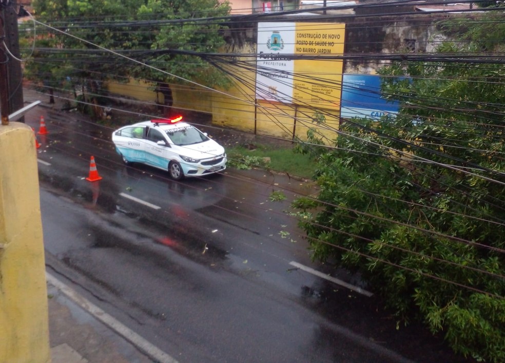 Árvore caída na Rua Damasceno Girão, no Bairro Jardim América. — Foto: Arquivo pessoal