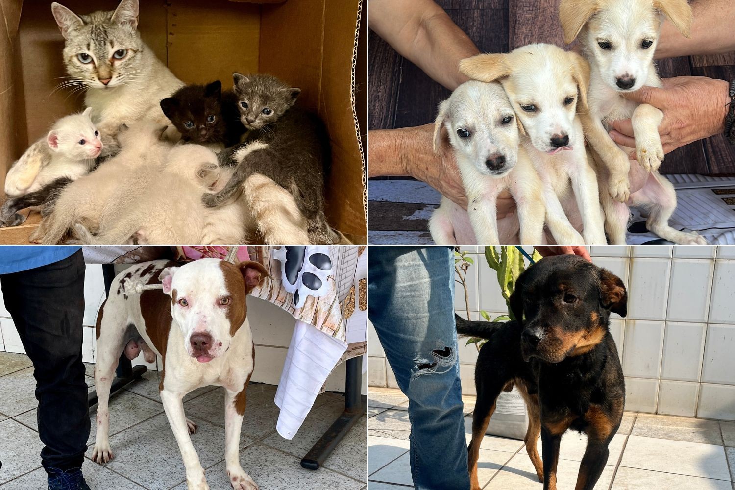 Cães adultos esperam adoção na Praça dos Girassóis