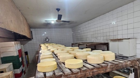 Mais de 250 quilos de queijo estragados são descartados em queijaria clandestina de MG